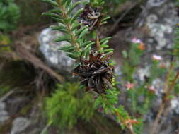 Image of Adenandra gummifera Strid