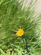 Image de Tragopogon minor Mill.