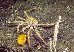Image of golden king crab