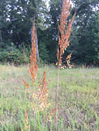 Image of Indiangrass