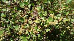 Image of maidenhair vine