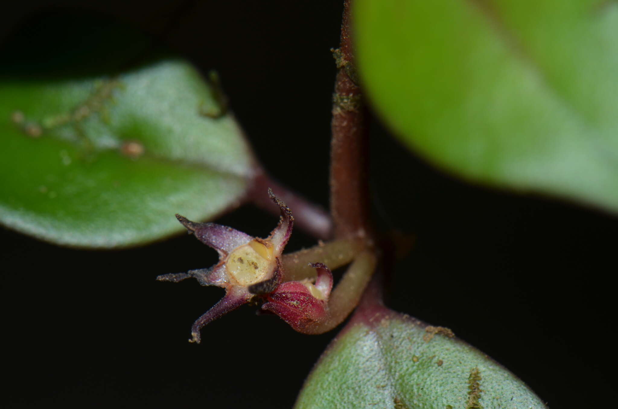 Image of <i>Codonanthopsis crassifolia</i>