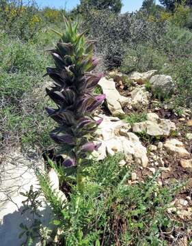 Image of Acanthus syriacus Boiss.