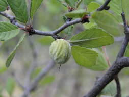 Imagem de Prunus cercocarpifolia J. A. Villarreal Q.