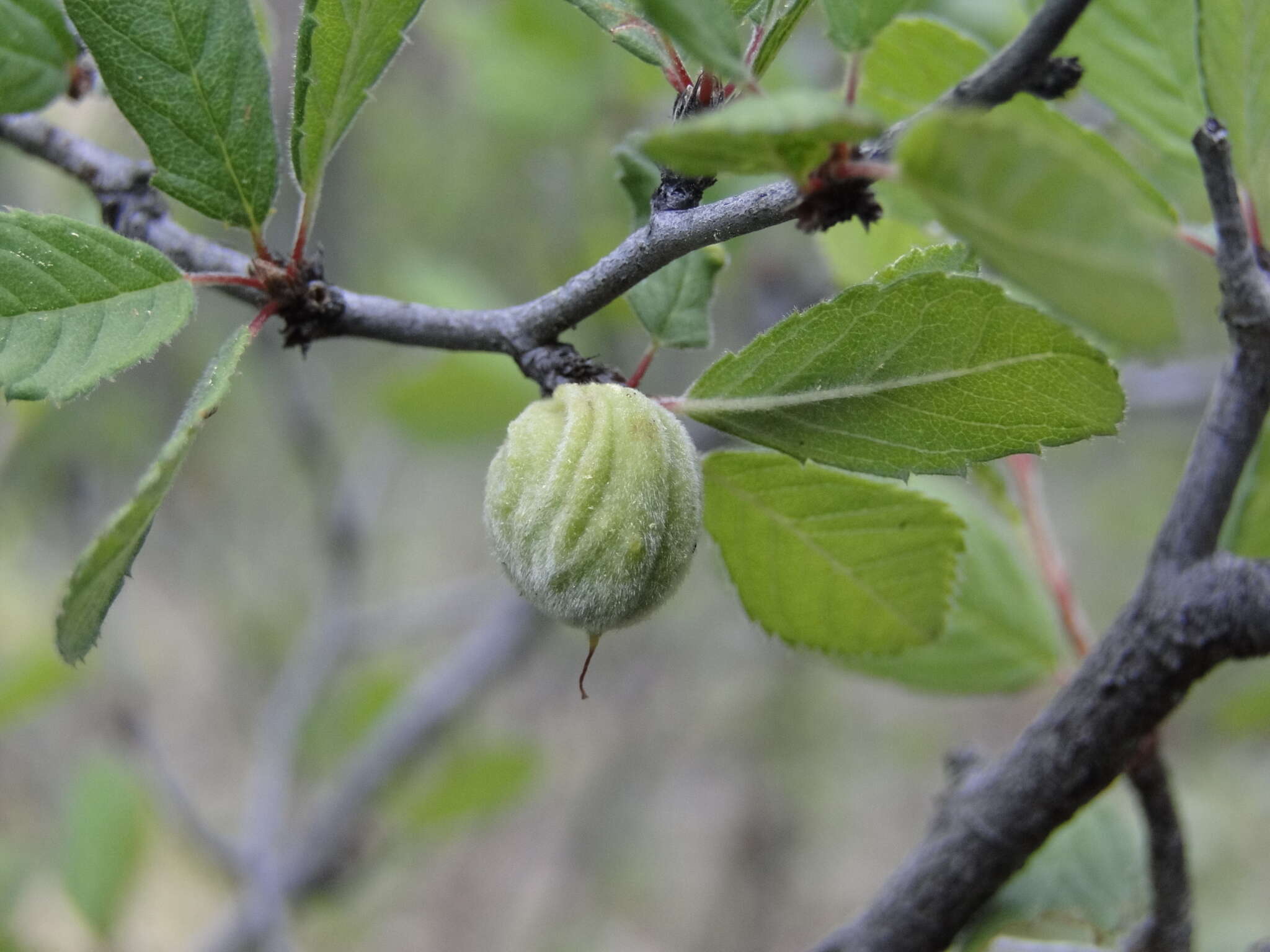 Prunus cercocarpifolia J. A. Villarreal Q. resmi