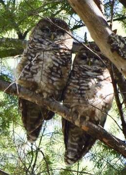 Image of Mexican Spotted Owl