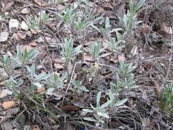 Image of Salvia officinalis subsp. lavandulifolia (Vahl) Gams