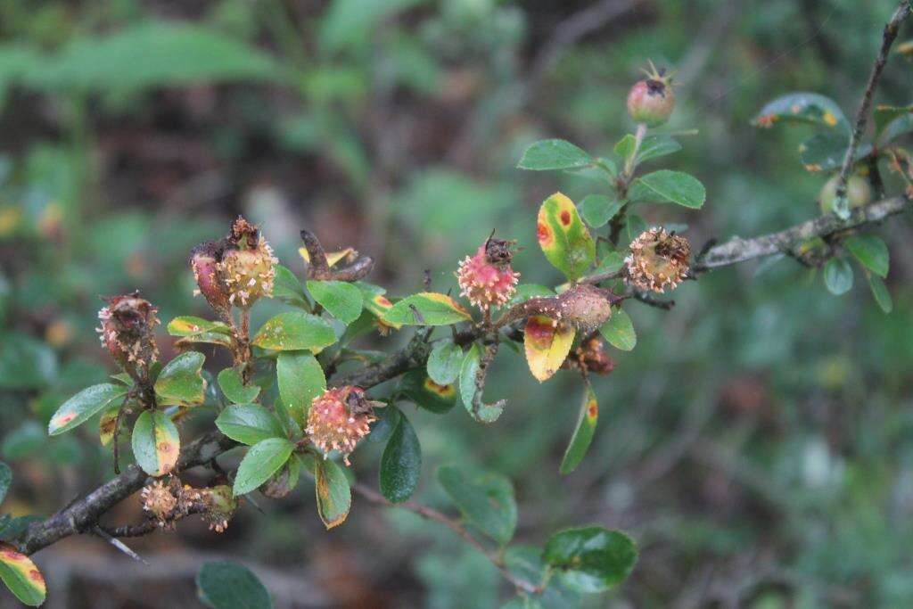 Image de Crataegus rosei Eggleston