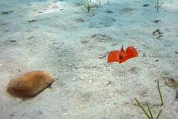 Image of bat-wing sea-slug