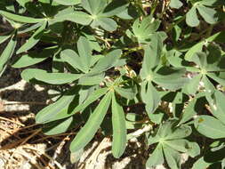 Image of Lupinus latifolius subsp. wigginsii (C. P. Sm.) P. Kenney & D. B. Dunn