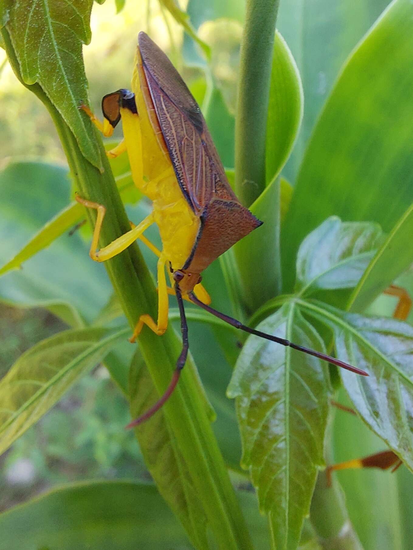 Image of Melucha acutispina Breddin 1903