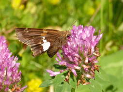 Image of Silver-spotted Skipper