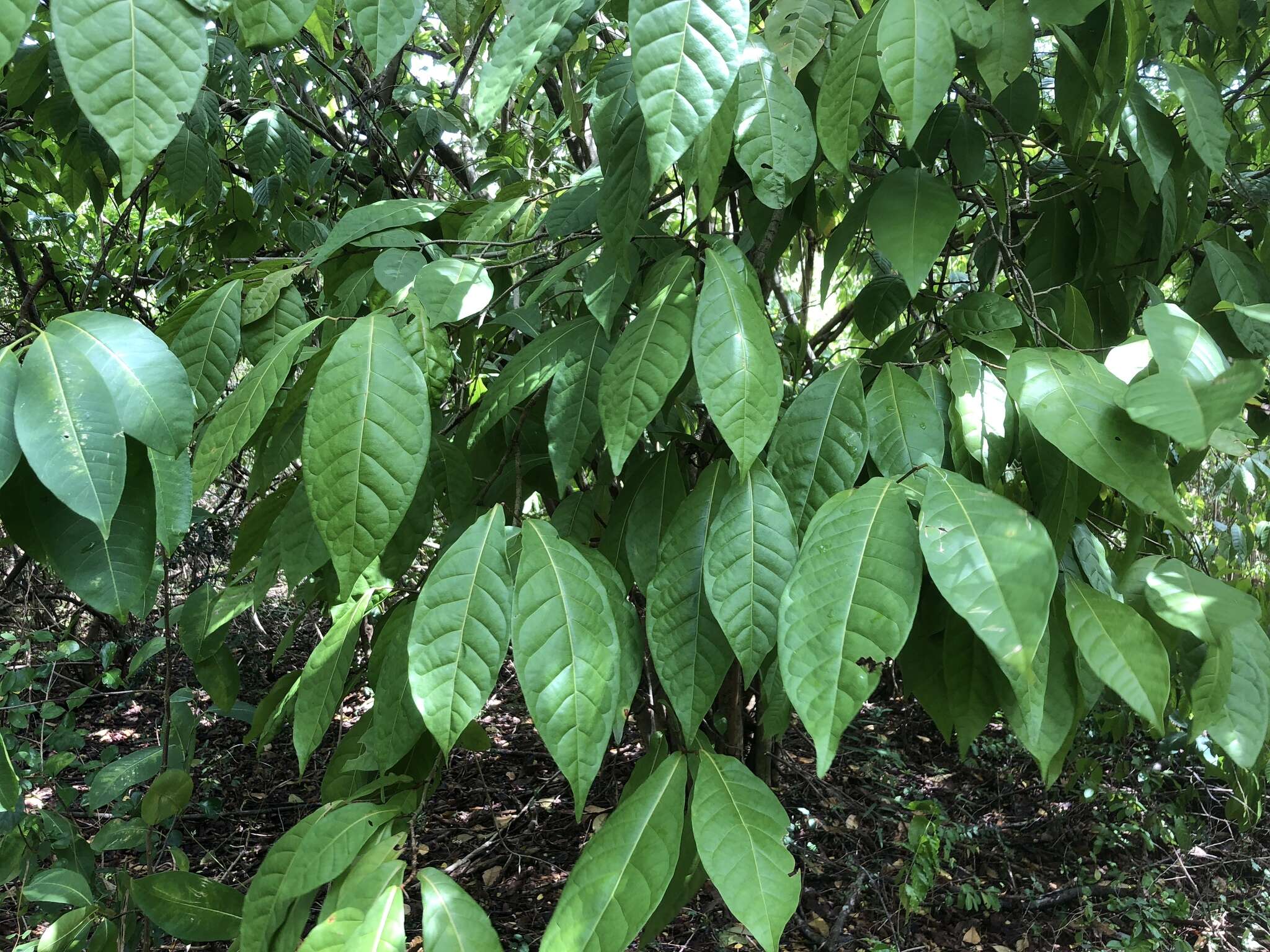 Image of false chiggergrape