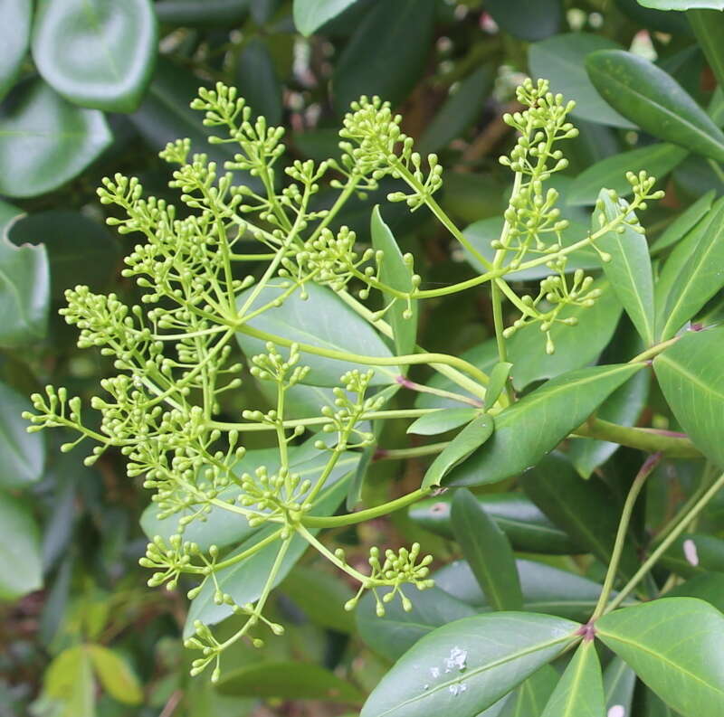 Image de Pseudopanax lessonii (DC.) K. Koch