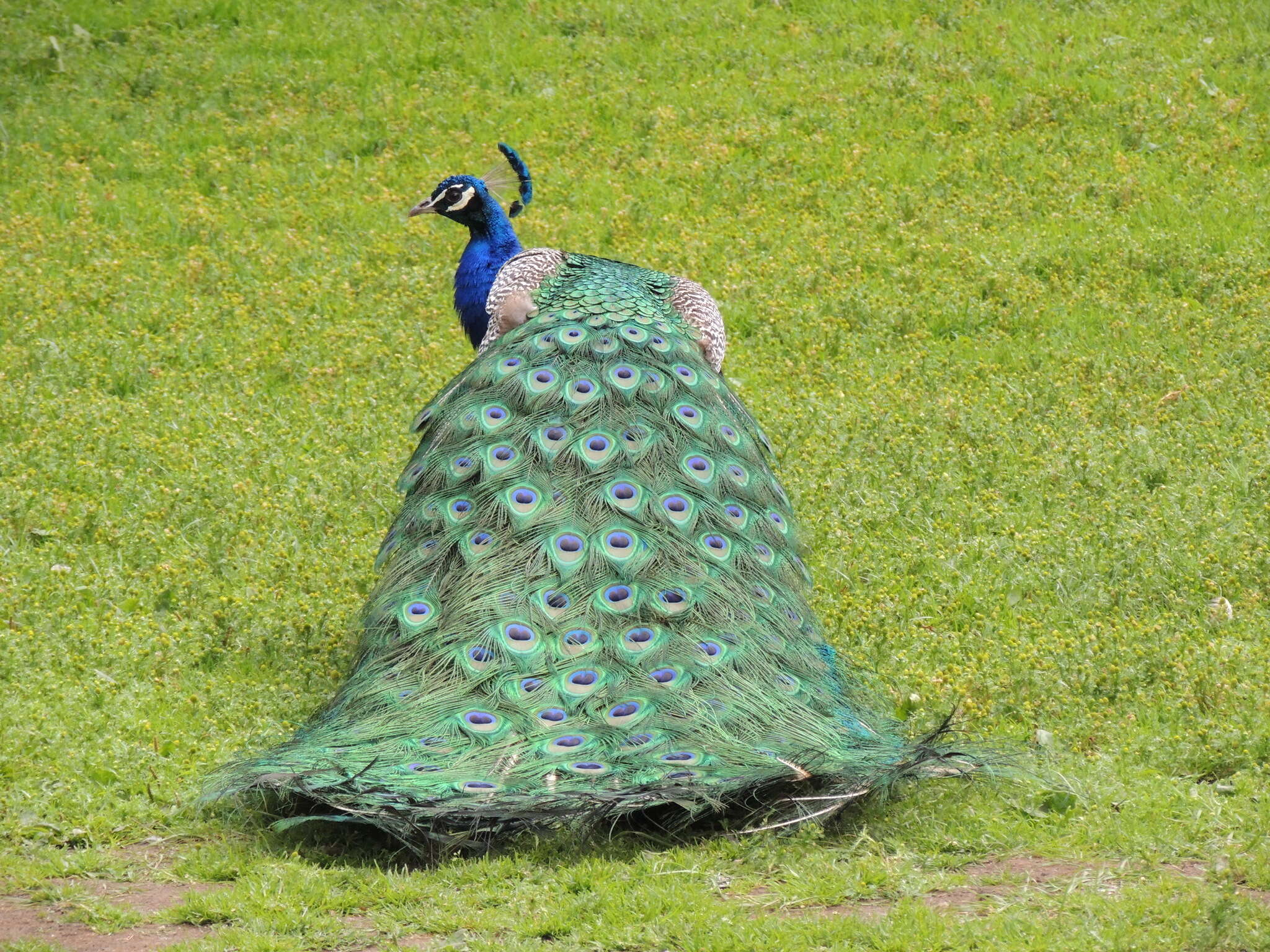 Image of Pavo Linnaeus 1758