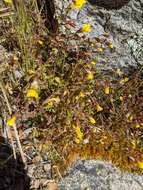 Image of Cut-Leaf Monkey-Flower