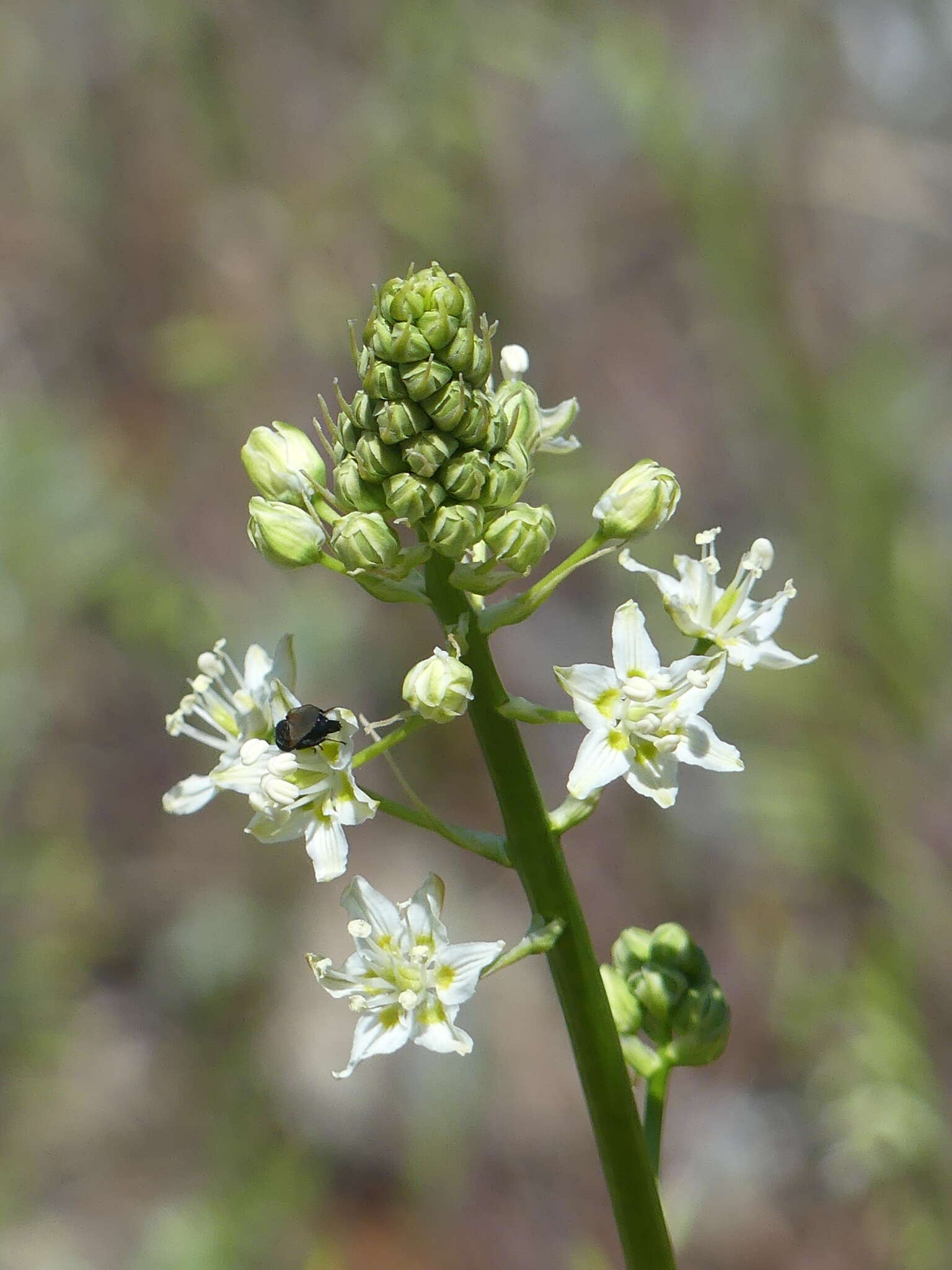 صورة Toxicoscordion fontanum (Eastw.) Zomlefer & Judd