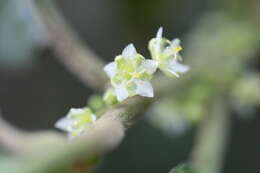 Imagem de Clutia abyssinica Jaub. & Spach