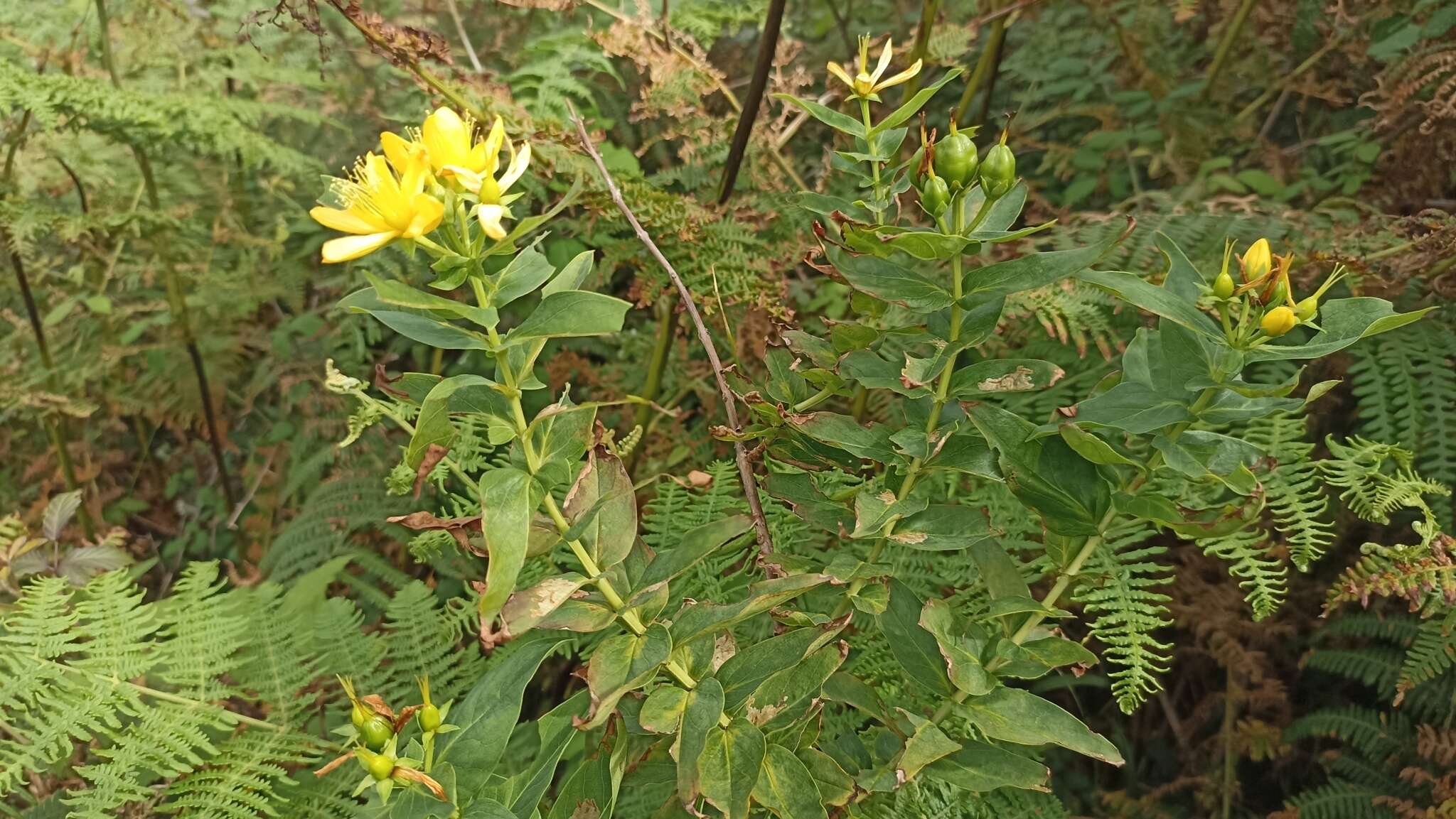 Plancia ëd Hypericum foliosum Dryand. ex Ait.