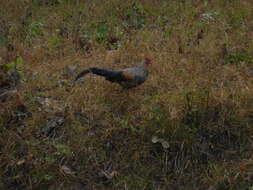 Image of Grey Junglefowl