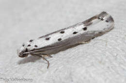 Image of Ethmia terminella Fletcher 1938