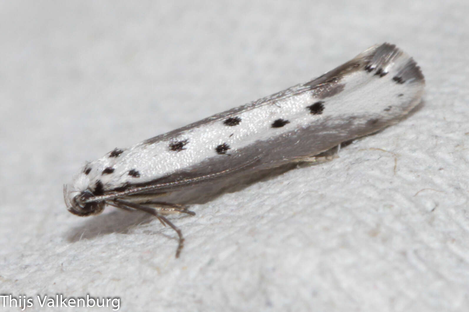 Image of Ethmia terminella Fletcher 1938