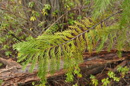 Image of Lawson's Cypress