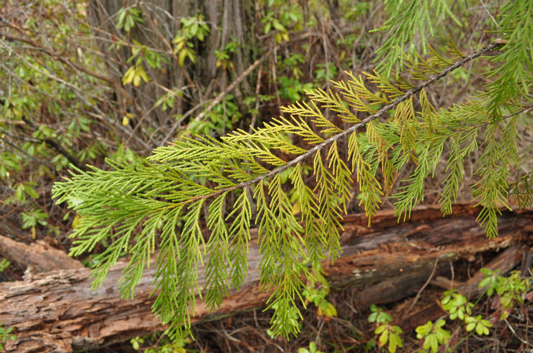 Image of Lawson's Cypress