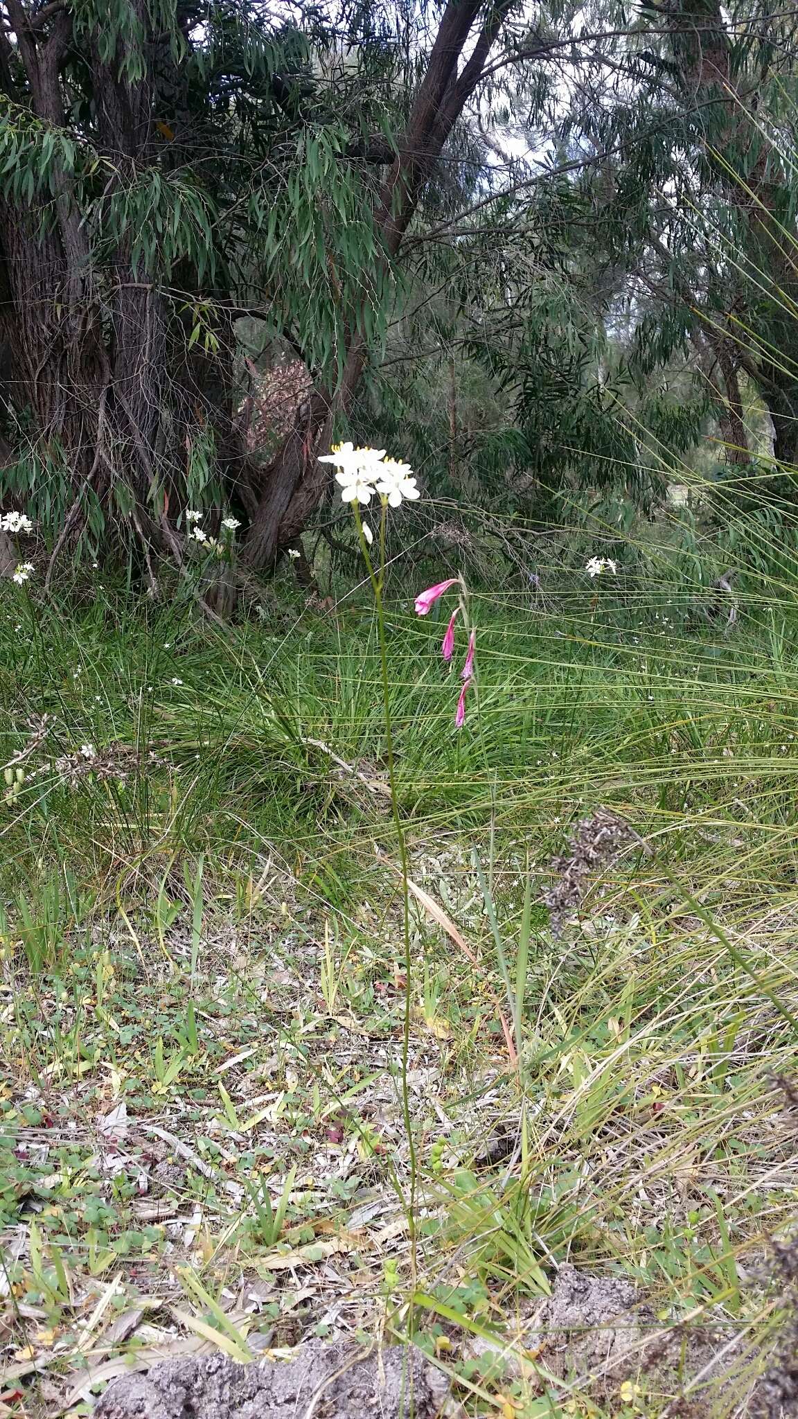 Image of Burchardia congesta Lindl.