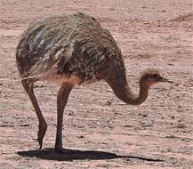 Image of Rhea pennata tarapacensis (Chubb & C 1913)