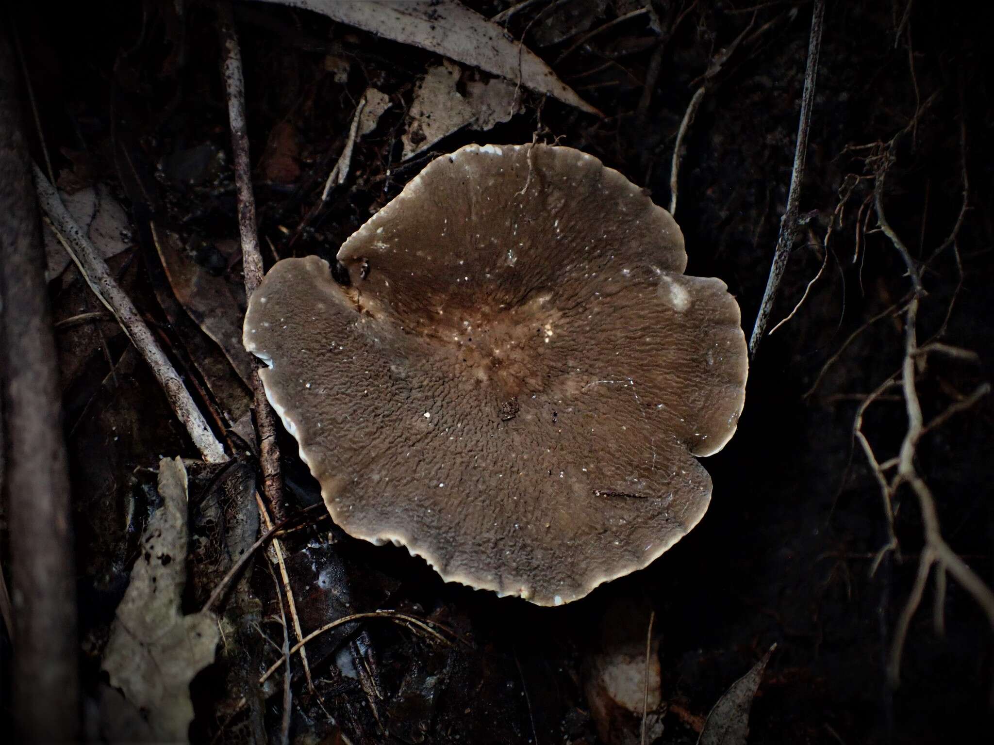 Image de Lactifluus wirrabara (Grgur.) Stubbe 2012