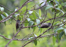 Слика од Picumnus albosquamatus d'Orbigny 1840