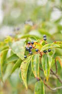 Image of Viburnum propinquum Hemsl.