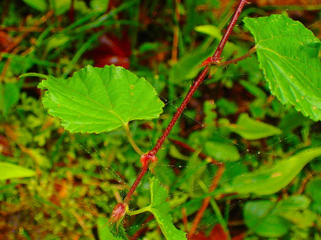 Image of Rubus lambertianus var. glandulosus Cardot