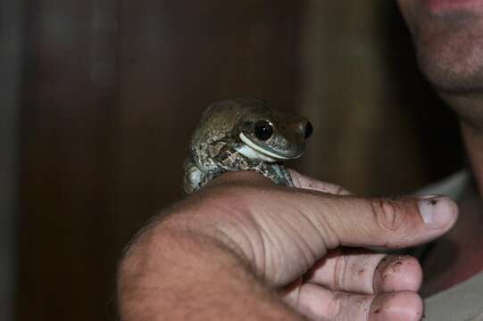 Image of marbled tree frog