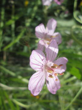 Imagem de Geranium viscosissimum Fisch. & C. A. Mey. ex C. A. Mey.