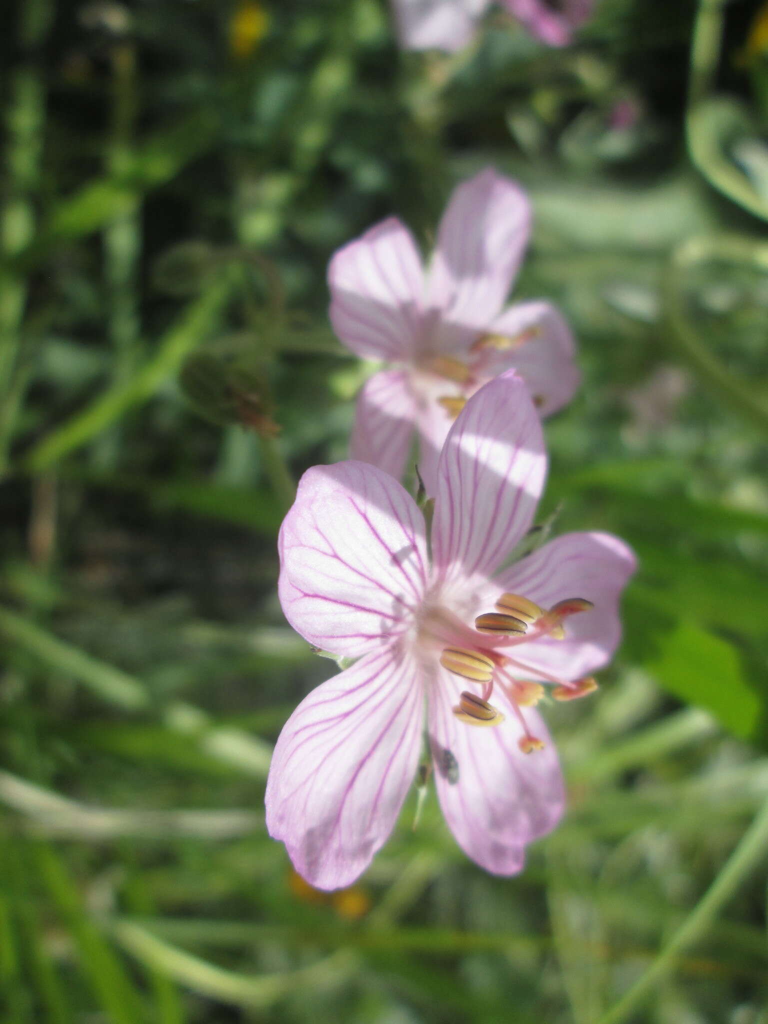 Image of sticky purple geranium