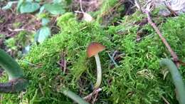 Image of Pluteus romellii (Britzelm.) Sacc. 1895