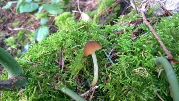 Image of Pluteus romellii (Britzelm.) Sacc. 1895