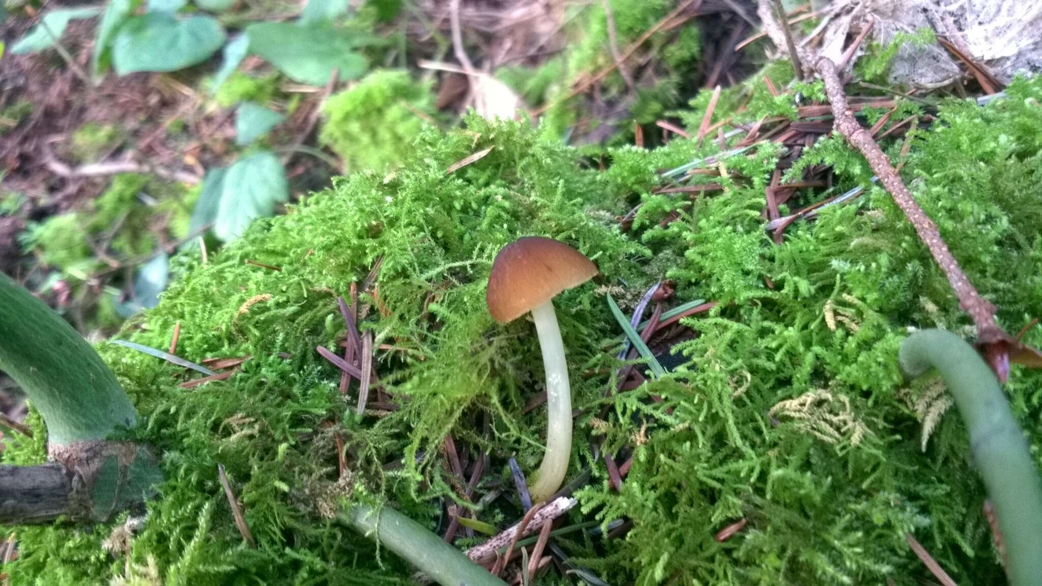 Image of Pluteus romellii (Britzelm.) Sacc. 1895