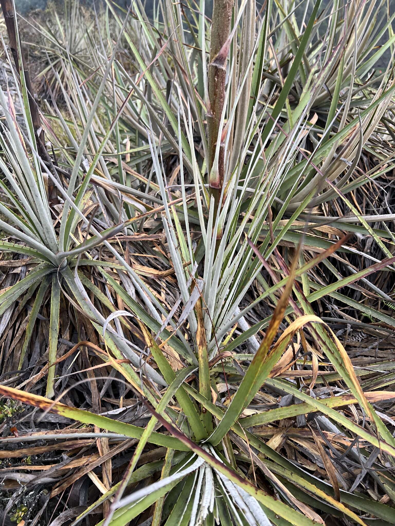 Imagem de Puya bicolor Mez