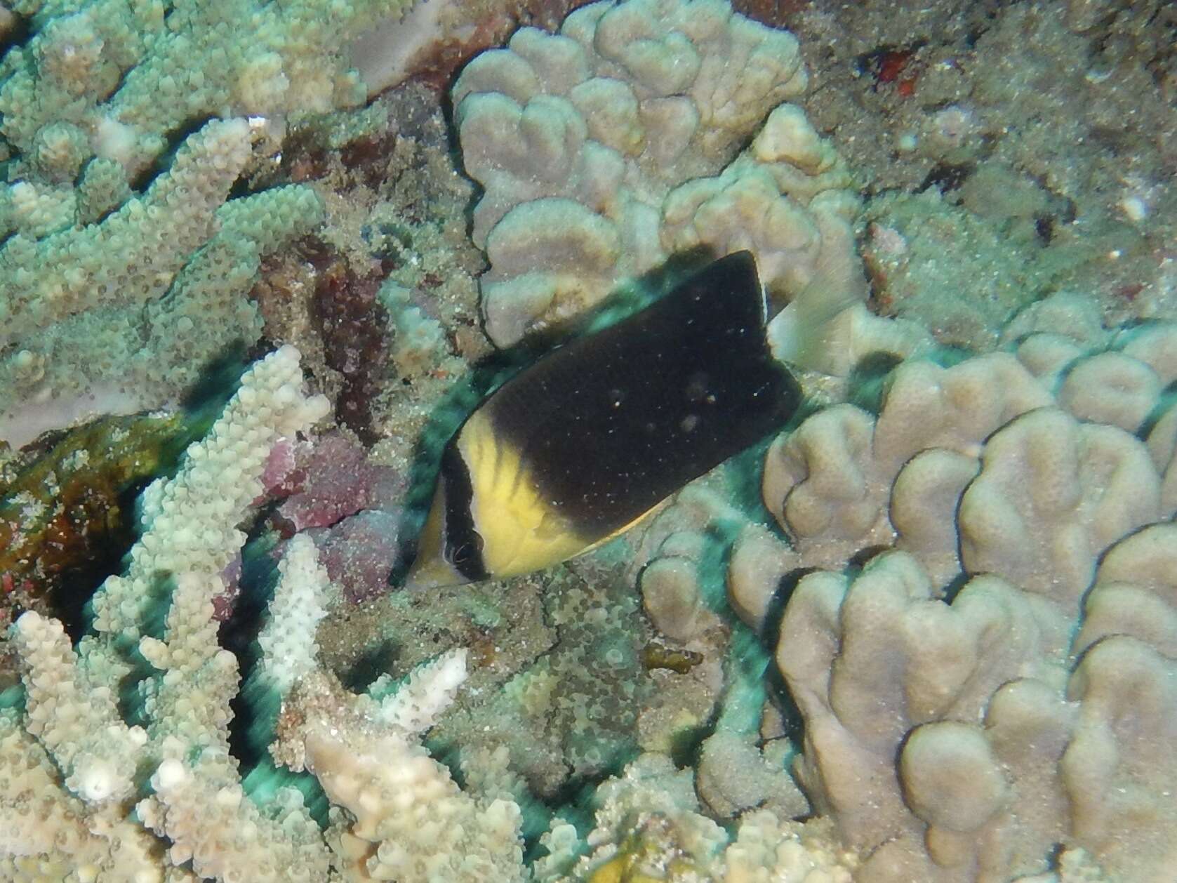 Image of Blackburn's Butterflyfish