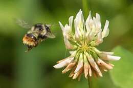 Image of Bombus vancouverensis vancouverensis Cresson 1879