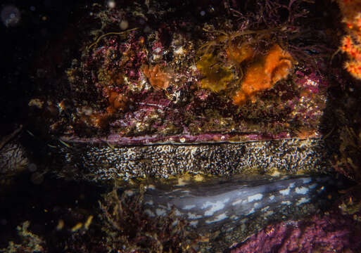 Image of Midas Ear Abalone