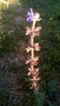 Image of verbena sage