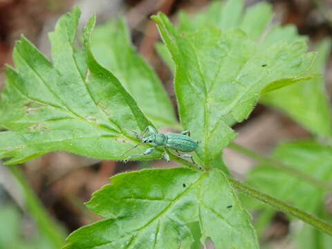 Image of Phyllobius (Phyllobius) arborator (Herbst 1797)