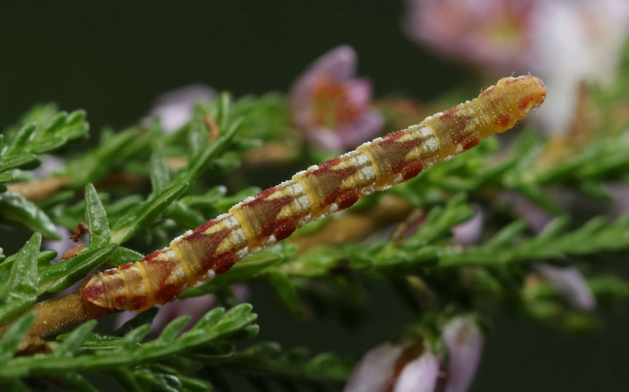 Plancia ëd Eupithecia nanata