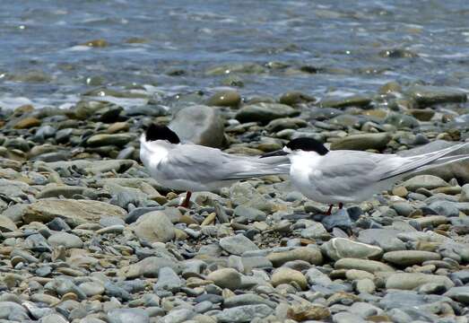 Image of White-fronted Tern