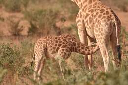 Image of West African Giraffe