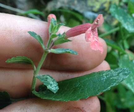 Stachys coccinea Ortega resmi